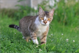 <p>Mia</p>